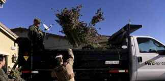 美国大麻购买者面对市场充斥非法大麻