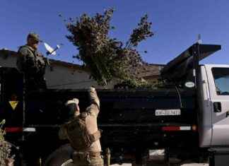 美国大麻购买者面对市场充斥非法大麻