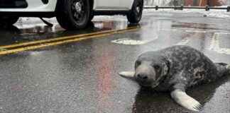 康涅狄格州城市营救的小海豹查皮在几周后去世