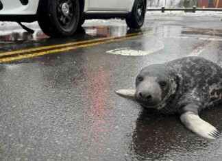 康涅狄格州城市营救的小海豹查皮在几周后去世