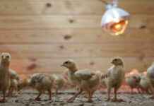 邮政卡车发现1.2万只弃置小鸡引发动物运输担忧 12