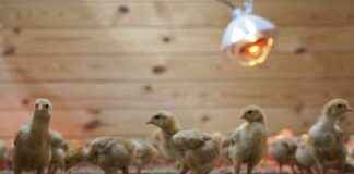 邮政卡车发现1.2万只弃置小鸡引发动物运输担忧 12