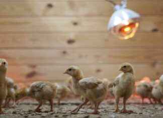 邮政卡车发现1.2万只弃置小鸡引发动物运输担忧 12