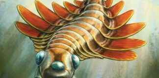 发现古生物学家发现一种5亿年历史、三眼的掠食者 5