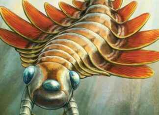 发现古生物学家发现一种5亿年历史、三眼的掠食者 5